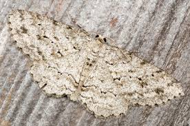 Attēlu rezultāti vaicājumam “Ectropis crepuscularia”