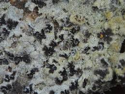 Attēlu rezultāti vaicājumam “Arthonia leucopellaea”