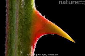 Attēlu rezultāti vaicājumam “Rubus plicatus”