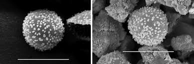 Attēlu rezultāti vaicājumam “Badhamiopsis ainoae macro”