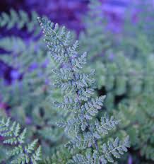 Attēlu rezultāti vaicājumam “Licea chelonoides sessile”