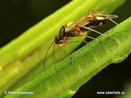 Attēlu rezultāti vaicājumam “Rhabdomiris striatellus”