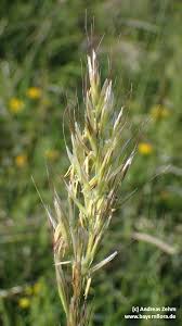 Attēlu rezultāti vaicājumam “Helictotrichon pratense”