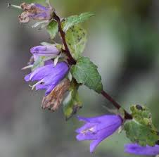 Image result for Campanula trachelium