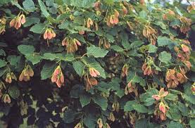 Attēlu rezultāti vaicājumam “Acer tataricum subsp. ginnala fruit”