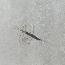 Attēlu rezultāti vaicājumam “Ranatra linearis”