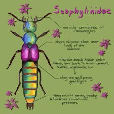 Attēlu rezultāti vaicājumam “Staphylinidae”