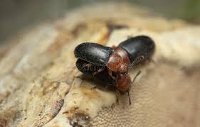 Attēlu rezultāti vaicājumam “Triplax russica”