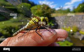 Attēlu rezultāti vaicājumam “Aeshna viridis”