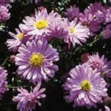 Image result for Aster novi-belgii