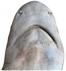 Image result for Carcharhinus melanopterus