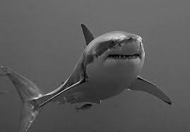 Image result for Carcharodon carcharias