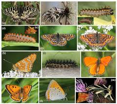 Attēlu rezultāti vaicājumam “Euphydryas maturna larva”