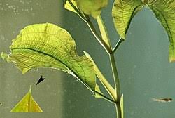 Attēlu rezultāti vaicājumam “Potamogeton lucens leaf”