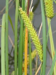 Attēlu rezultāti vaicājumam “Carex rostrata”