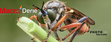 Attēlu rezultāti vaicājumam “Dryophilocoris flavoquadrimaculatus”