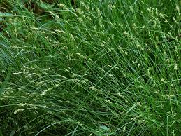 Attēlu rezultāti vaicājumam “Carex remota”