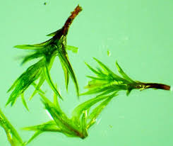 Attēlu rezultāti vaicājumam “Ceratodon purpureus”