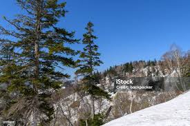 Attēlu rezultāti vaicājumam “Abies mariesii”