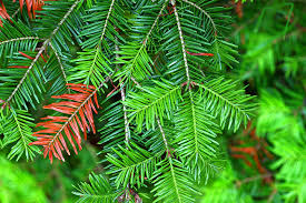 Attēlu rezultāti vaicājumam “Abies balsamea”