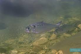 Image result for Alosa alosa