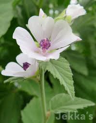 Image result for Althaea officinalis