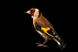 Attēlu rezultāti vaicājumam “Carduelis carduelis”