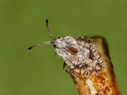 Attēlu rezultāti vaicājumam “Closterotomus biclavatus nymph”