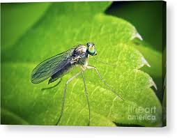 Attēlu rezultāti vaicājumam “Dolichopodidae”