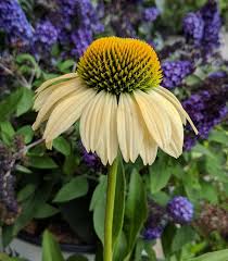 Image result for Echinacea purpurea