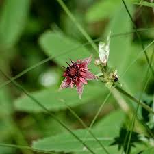 Attēlu rezultāti vaicājumam “Comarum palustre leaf”