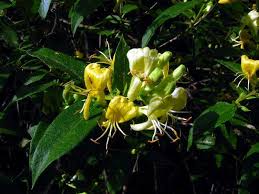 Attēlu rezultāti vaicājumam “Lonicera ferdinandii”