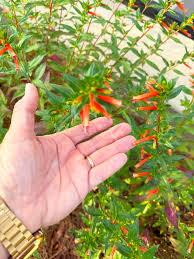 Image result for Cuphea ignea