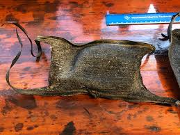 Image result for Rostroraja alba