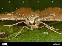 Attēlu rezultāti vaicājumam “Angerona prunaria”