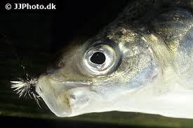 Image result for Coregonus lavaretus oxyrinchus