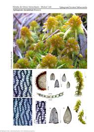 Attēlu rezultāti vaicājumam “Sphagnum inundatum”