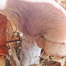 Attēlu rezultāti vaicājumam “Lepista sp.”