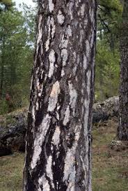 Attēlu rezultāti vaicājumam “Pinus nigra”