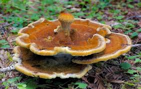 Attēlu rezultāti vaicājumam “Phaeolus schweinitzii”