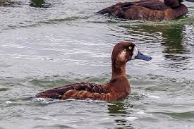 Image result for Aythya marila