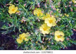 Attēlu rezultāti vaicājumam “Libanotis montana leaf”