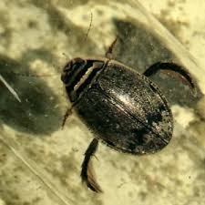 Attēlu rezultāti vaicājumam “Acilius sulcatus female”