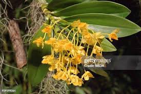 Attēlu rezultāti vaicājumam “Chrysotoxum sp.”