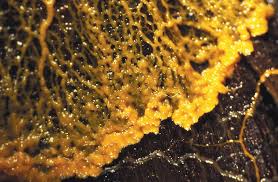 Attēlu rezultāti vaicājumam “Physarum braunianum macro”