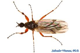 Attēlu rezultāti vaicājumam “Bibionidae”