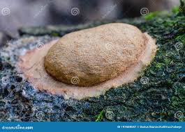 Attēlu rezultāti vaicājumam “Fuligo septica var. rufa”