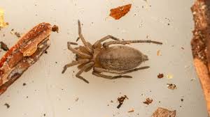 Attēlu rezultāti vaicājumam “Gnaphosidae”