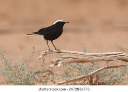 Image result for Oenanthe leucopyga