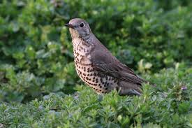 Attēlu rezultāti vaicājumam “Turdus viscivorus adult”